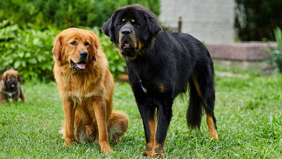 newfoundland dogs
